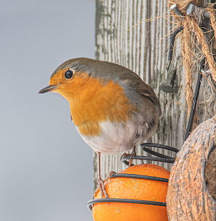 Robin perched on a feeder with an orange slice