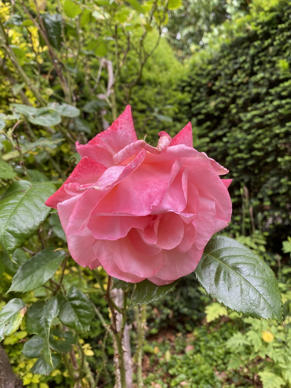 Close-up of a pink rose bloom on a stem in a green garden