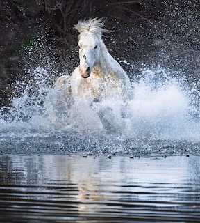 White horse running through water with large splash around it