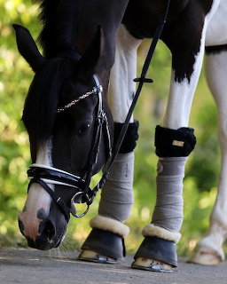 Black and white pinto horse with bridle and leg wraps, close-up outdoor shot