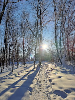 Snowy forest trail with bare trees and sunlight creating long shadows on snow