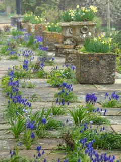 Stone garden pathway with purple grape hyacinths and yellow daffodils in stone planters