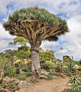 Large Dracaena draco tree in a dry garden with rocks and desert plants under a cloudy sky