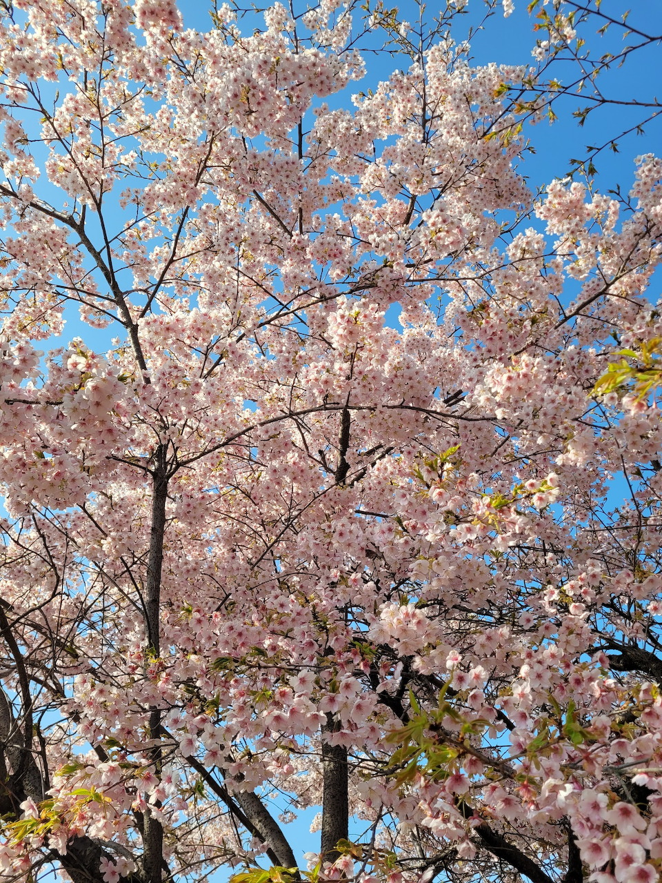 Pink cherry blossom tree branches against blue sky, viewed from below