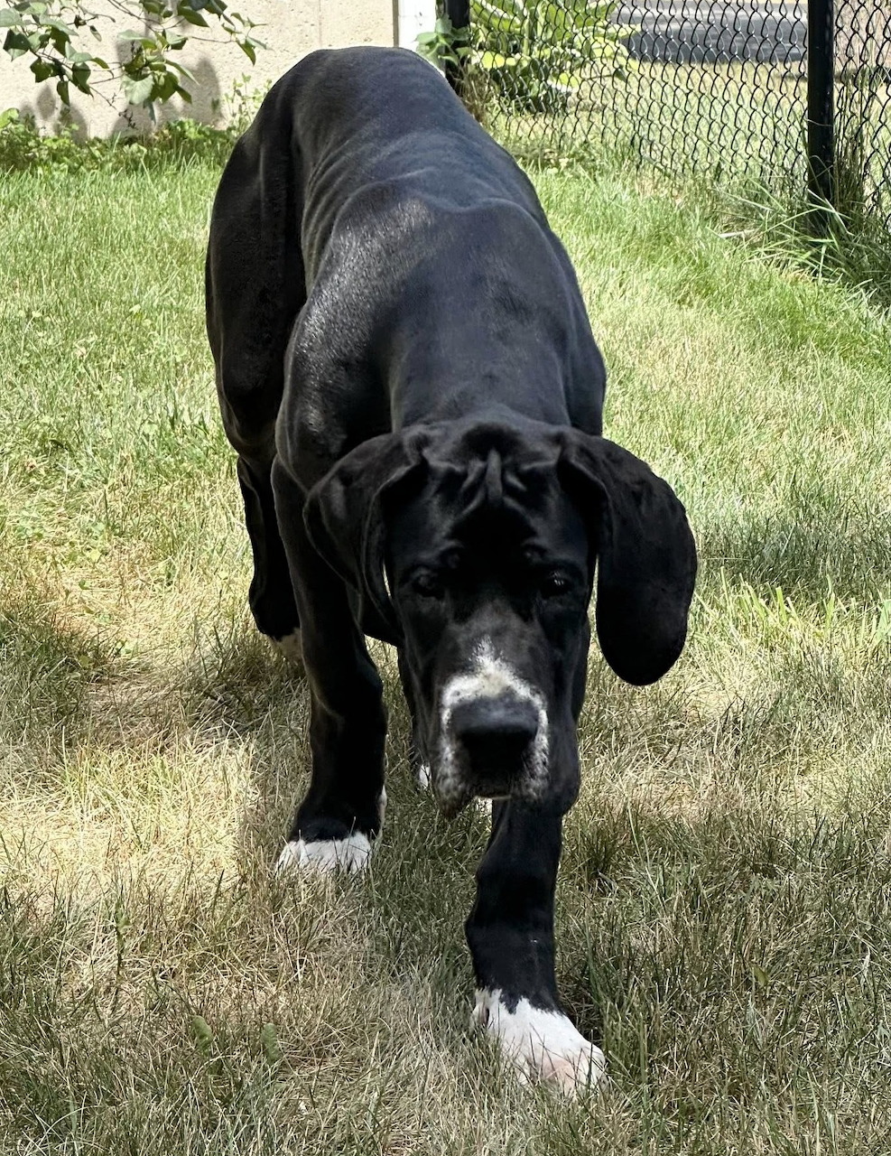 Portrait of a young puppy named Guinness with soft fur and bright eyes