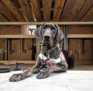 Brindle Great Dane Onyx