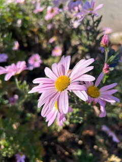 Pink Daisy Flowers Garden
