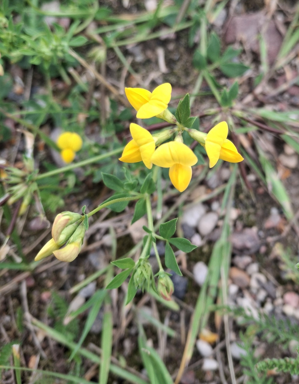 Lotus corniculatus