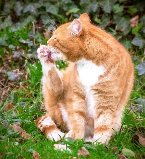 Orange tabby cat grooming paw while sitting on grass outdoors
