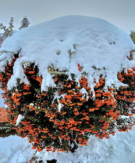 Snow-covered firethorn bush with clusters of bright orange berries in a winter garden