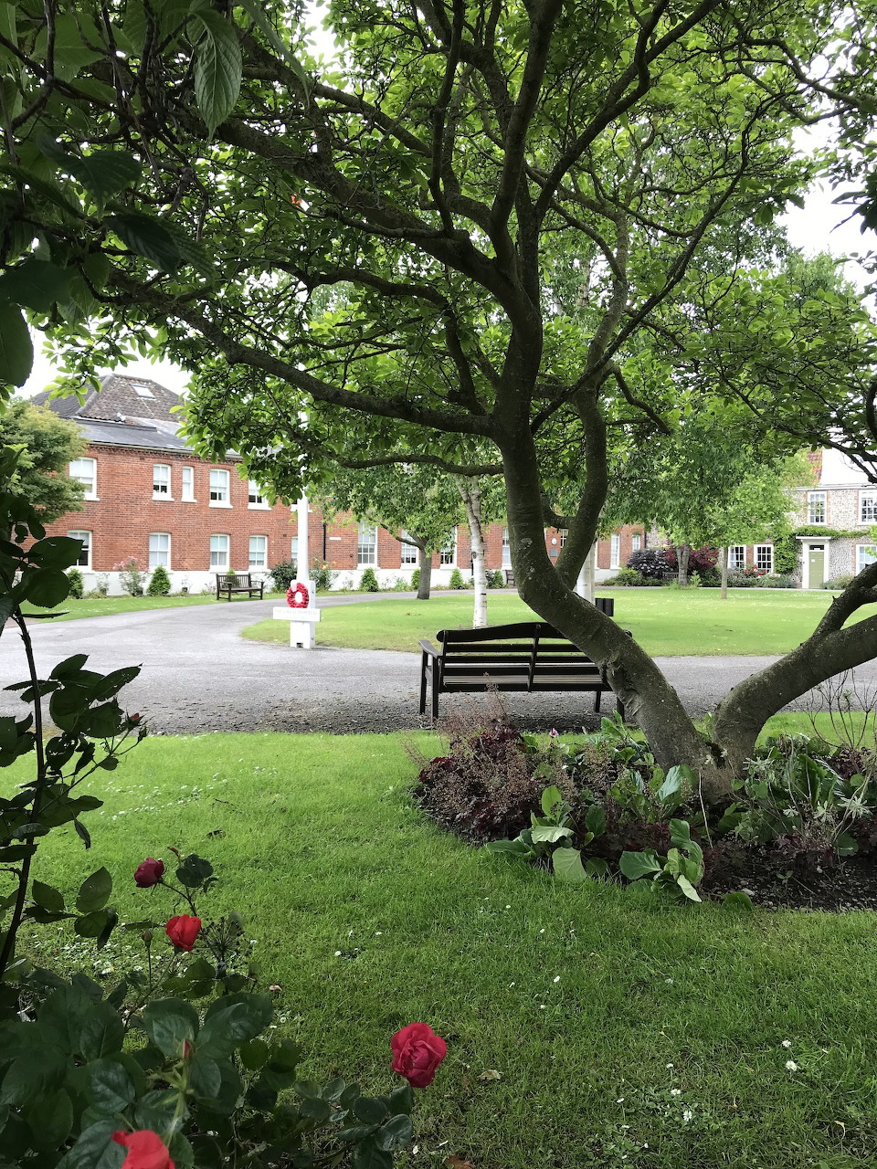 Tree in Norwich Green