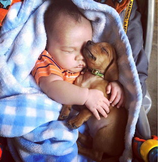 Sleeping baby cuddling a small brown puppy under a blue blanket