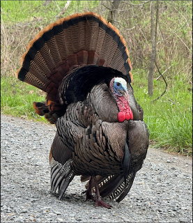 Wild turkey with tail feathers fanned out standing on a gravel path