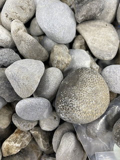 Close-up of a Flavosites fossil stone among smooth gray pebbles