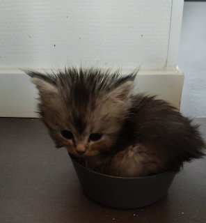 Kitten in a Bowl
