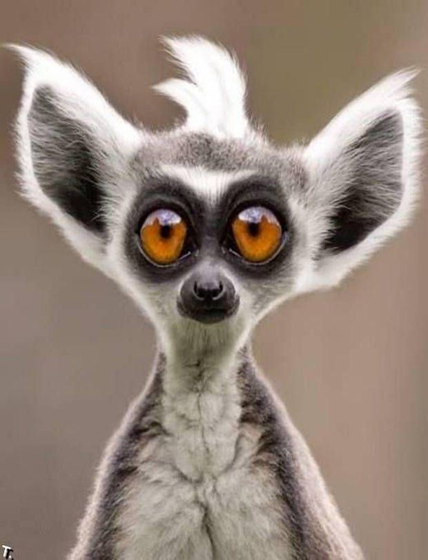 Close-up portrait of a ring-tailed lemur with large orange eyes and grey-white fur