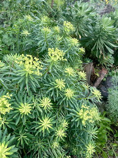Yellow Garden Flowers