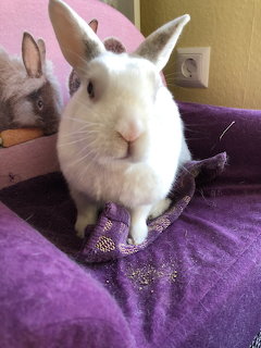 White Rabbit on Purple Fabric