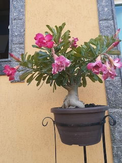 Pink flowering desert rose bonsai in dark pot against yellow wall