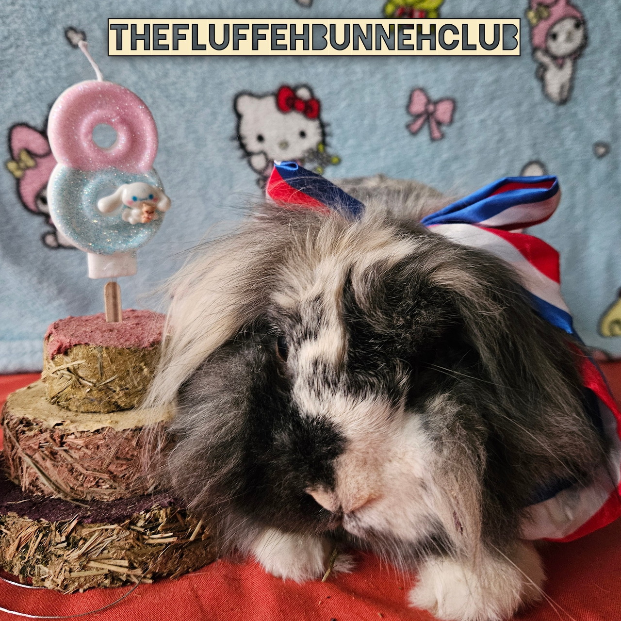 Long-haired black and white guinea pig with festive bow and decorative background