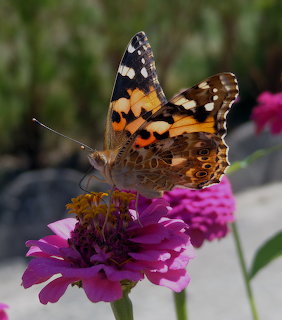 Painted lady butterfly perched on a pink zinnia flower in a garden