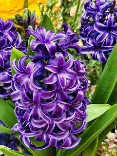 Close-up of deep purple hyacinth flowers with densely packed curling petals and green leaves
