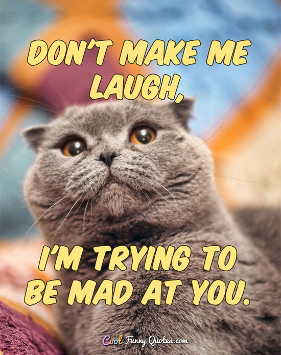 Close-up of a gray cat with a funny caption and an annoyed expression