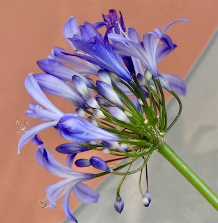 Close-up of a blue agapanthus flower with green stem against a soft peach and gray background