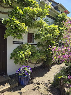 White cottage covered in climbing vines and pink roses with purple flowers in blue pots at entrance