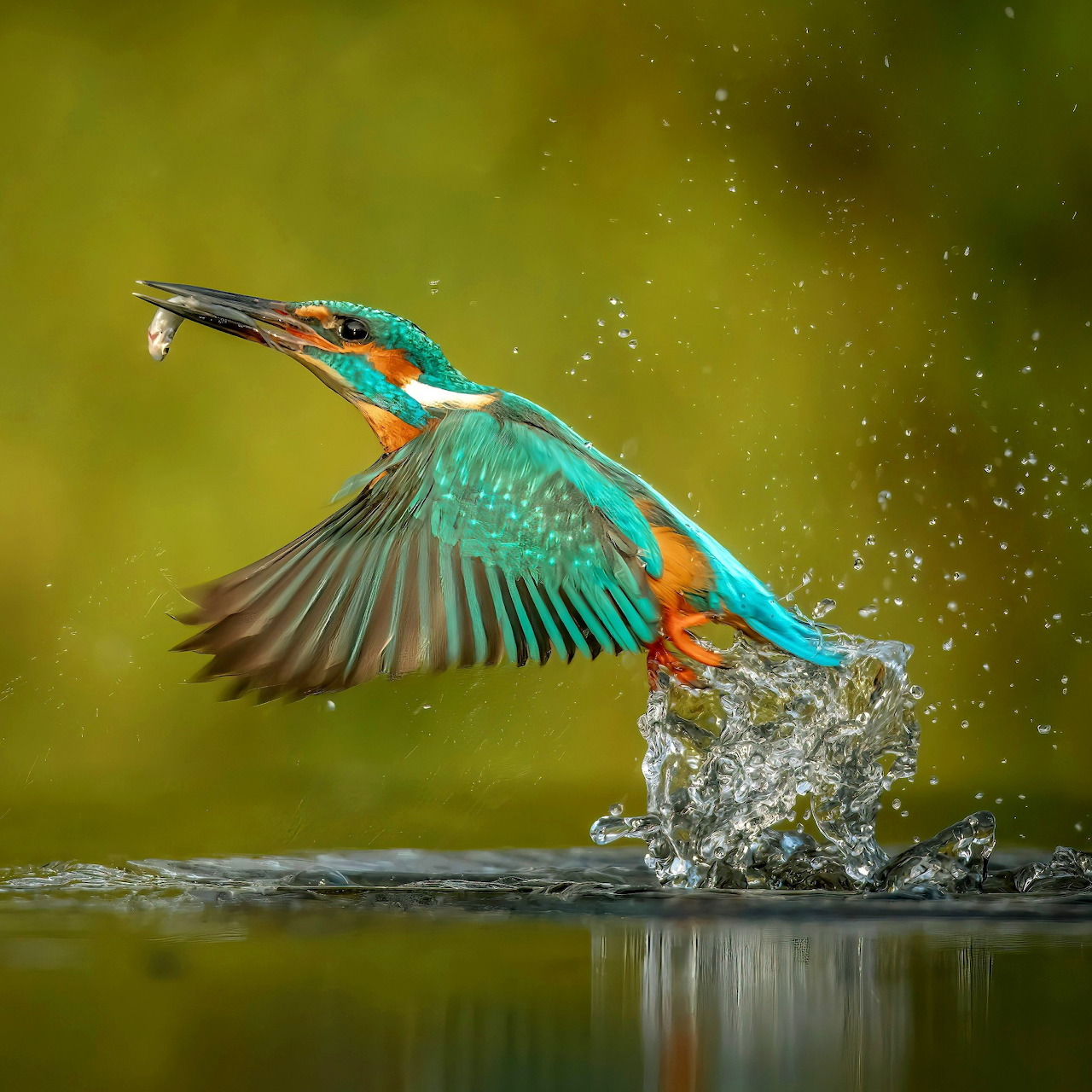 Kingfisher in Flight