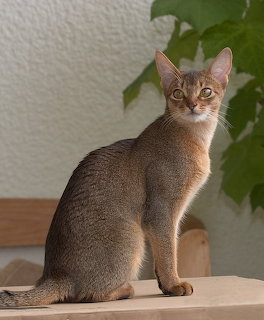 Abyssinian cat sitting upright on a wooden shelf with green leaves in the background