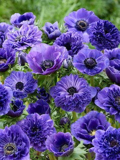 Cluster of purple anemone flowers with dark centers blooming among green leaves