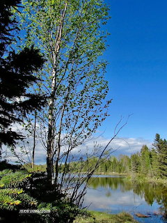 Birch tree by a calm lake with forest reflections under a clear blue sky