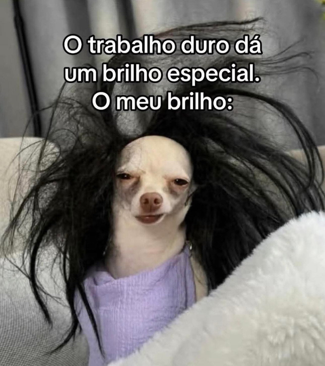 Chihuahua Dog with Long Black Hair