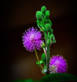 Close-up of purple thistle flowers with spiky round blooms and green buds against dark background