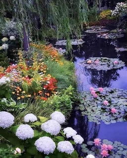 Lily Pond Garden