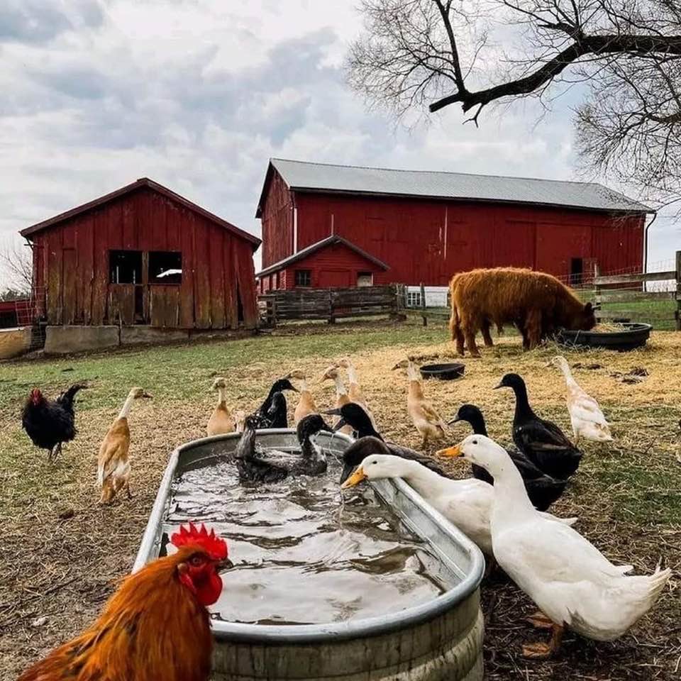 Ducks, chickens, and a cow near a water trough in front of red barns on a farm