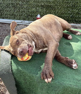 Brown dog lying on green turf holding orange ball
