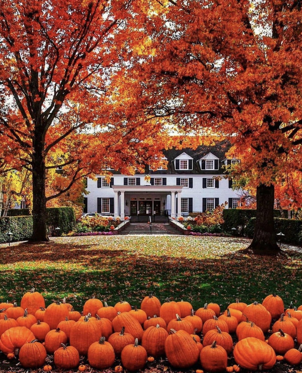 White colonial house surrounded by orange autumn foliage with many pumpkins piled on the front lawn