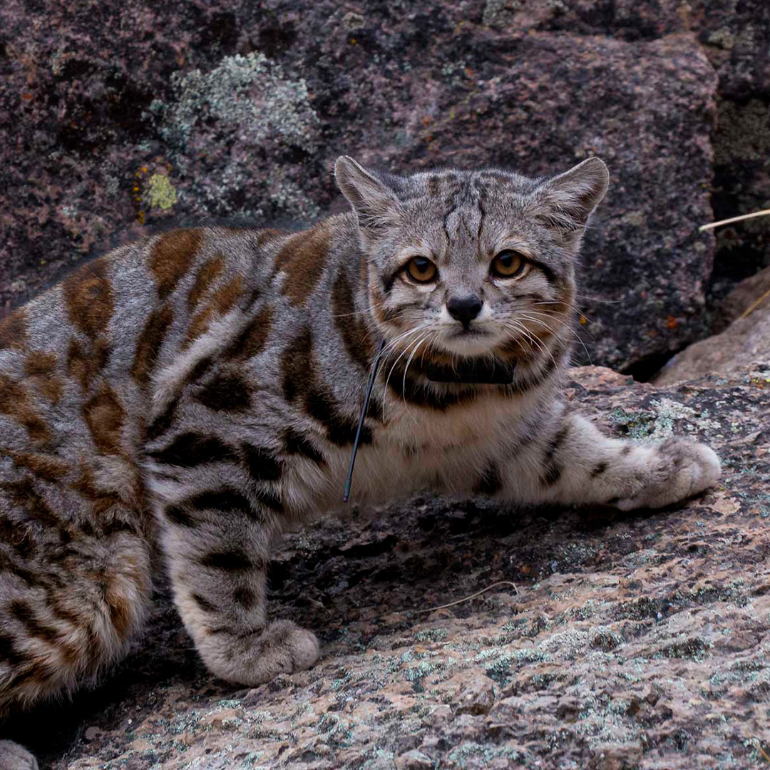Striped wild cat crouching on rocky ground and looking at the camera