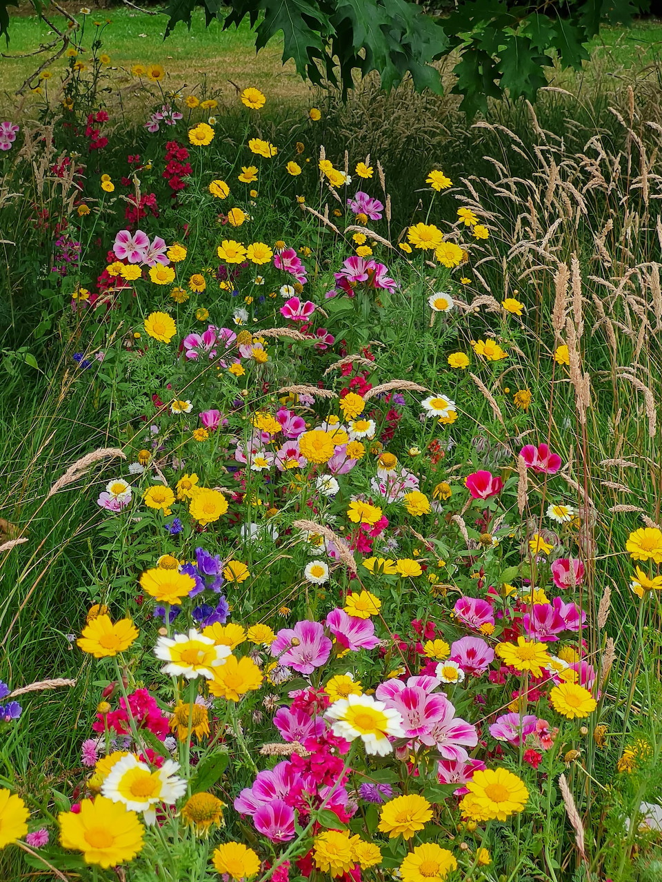 Wild Flowers Meadow