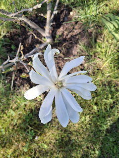 White star magnolia flower with narrow petals on mossy ground with twigs