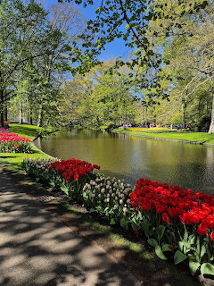 Red and white tulips along a pond with green trees in Keukenhof garden on a sunny day