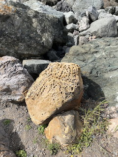 Porous tan-colored rock with many small holes surrounded by large grey boulders on a rocky shore