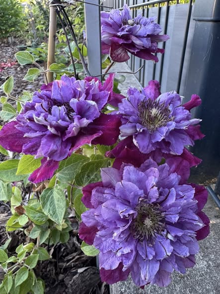 Beautiful Flowers Bouquet