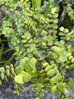Jade Plant Succulent Leaves