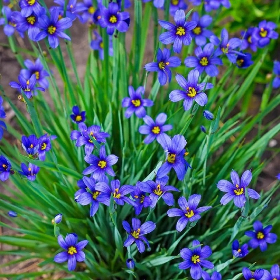 Cluster of small blue flowers with yellow centers and thin green grass-like leaves