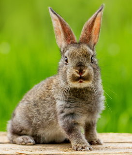 Gray rabbit sitting on wood with blurred green grass background looking at camera