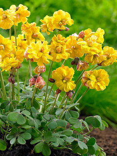 Cluster of yellow oxalis flowers with green trifoliate leaves growing in dark soil