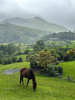 Brown horse grazing in lush green valley with misty mountains and trees in Lake District England